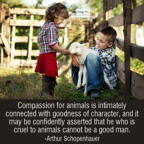 Compassion-for-animals