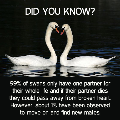 99% of swans only have one partner for their whole life