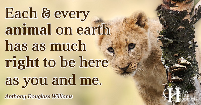 Each And Every Animal On Earth - ø Eminently Quotable - Quotes - Funny ...