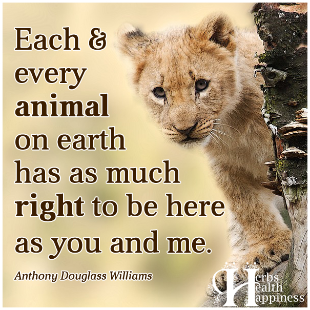 Each-and-every-animal-on-earth