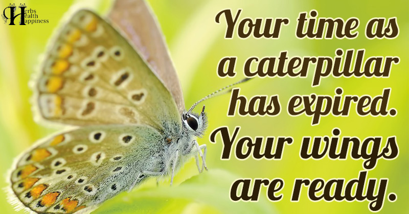 Your Time As A Caterpillar Has Expired - ø Eminently Quotable - Quotes ...