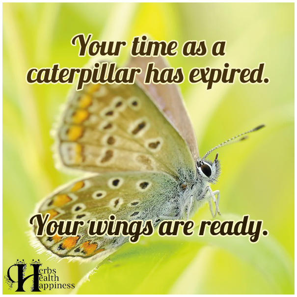 Your-time-as-a-caterpillar-has-expired