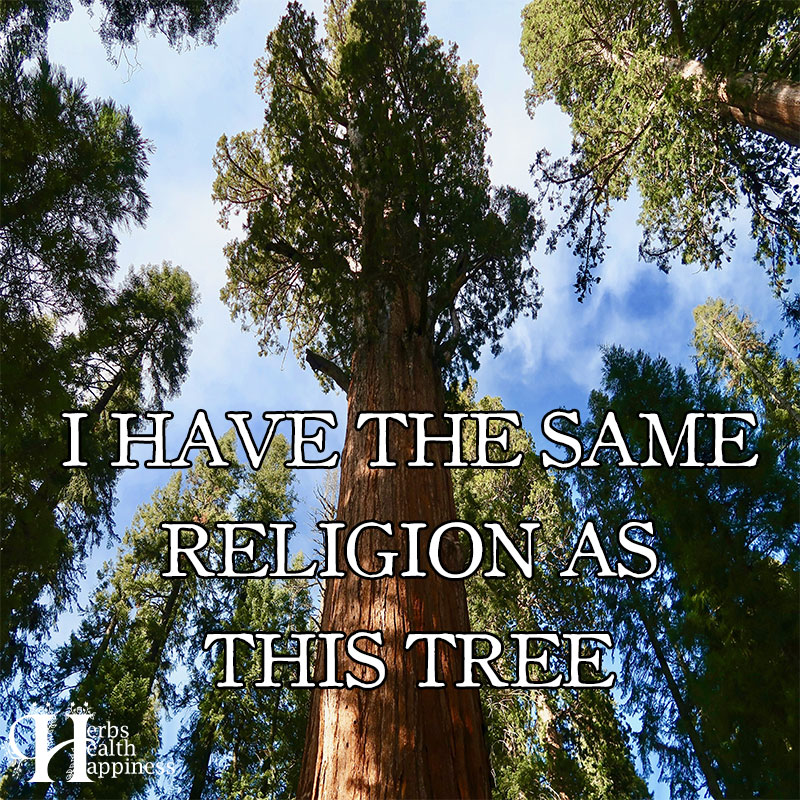 I Have The Same Religion As This Tree