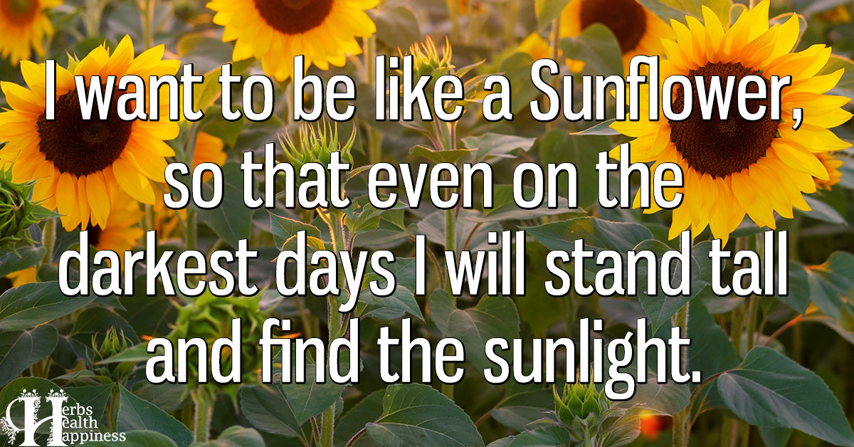 I Want To Be Like A Sunflower - ø Eminently Quotable - Quotes - Funny ...